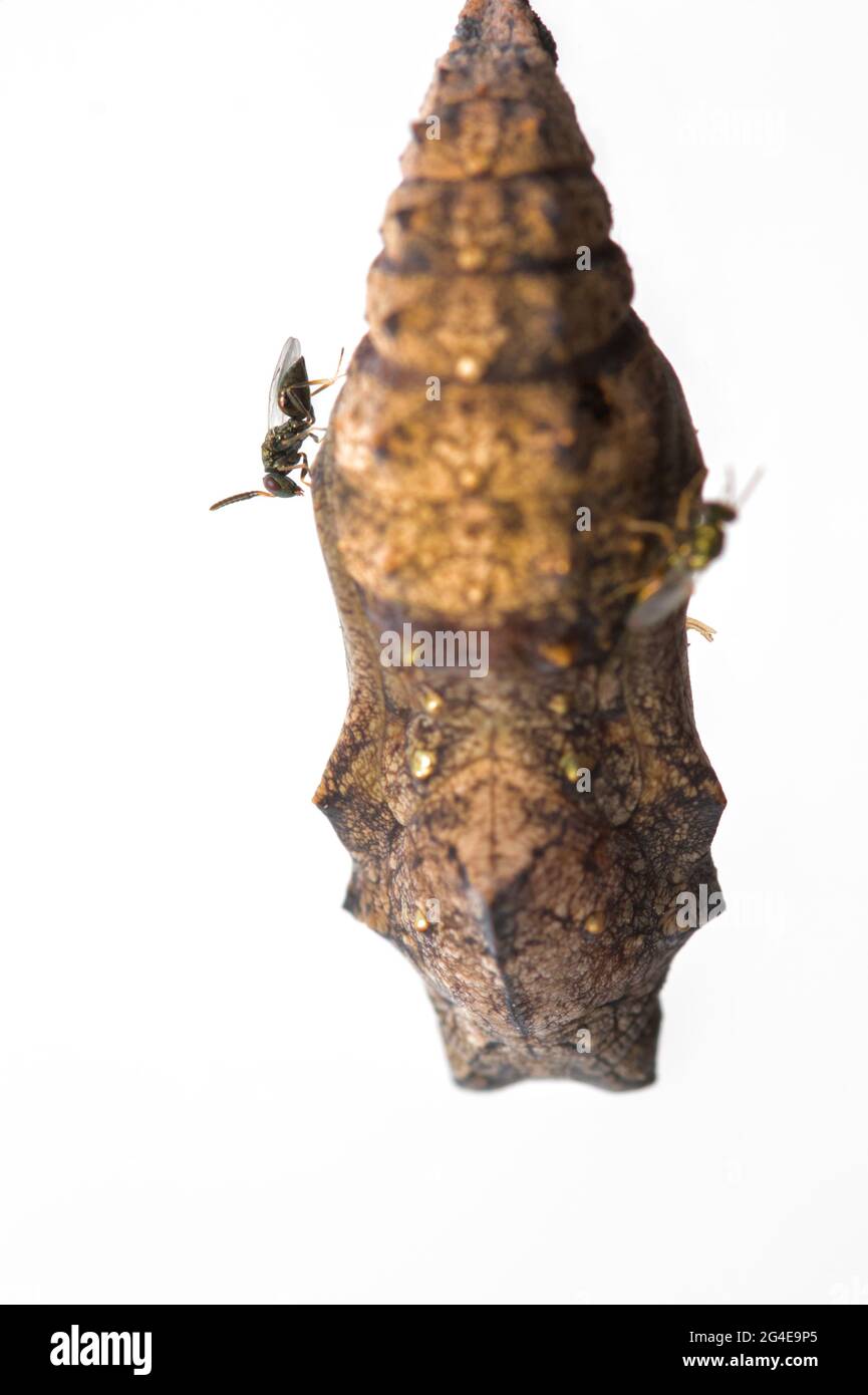 La guêpe parasite, Pteromalus puparum, a récemment émergé sur le côté d'UN petit Tortoiseshell,Aglais urticae,pupae Banque D'Images