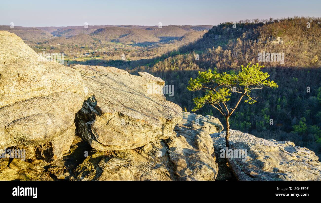 Un arbre isolé qui pousse sur les rochers au point de vue d'Eagle Nest aux Pinnacles à Berea, Kentucky Banque D'Images