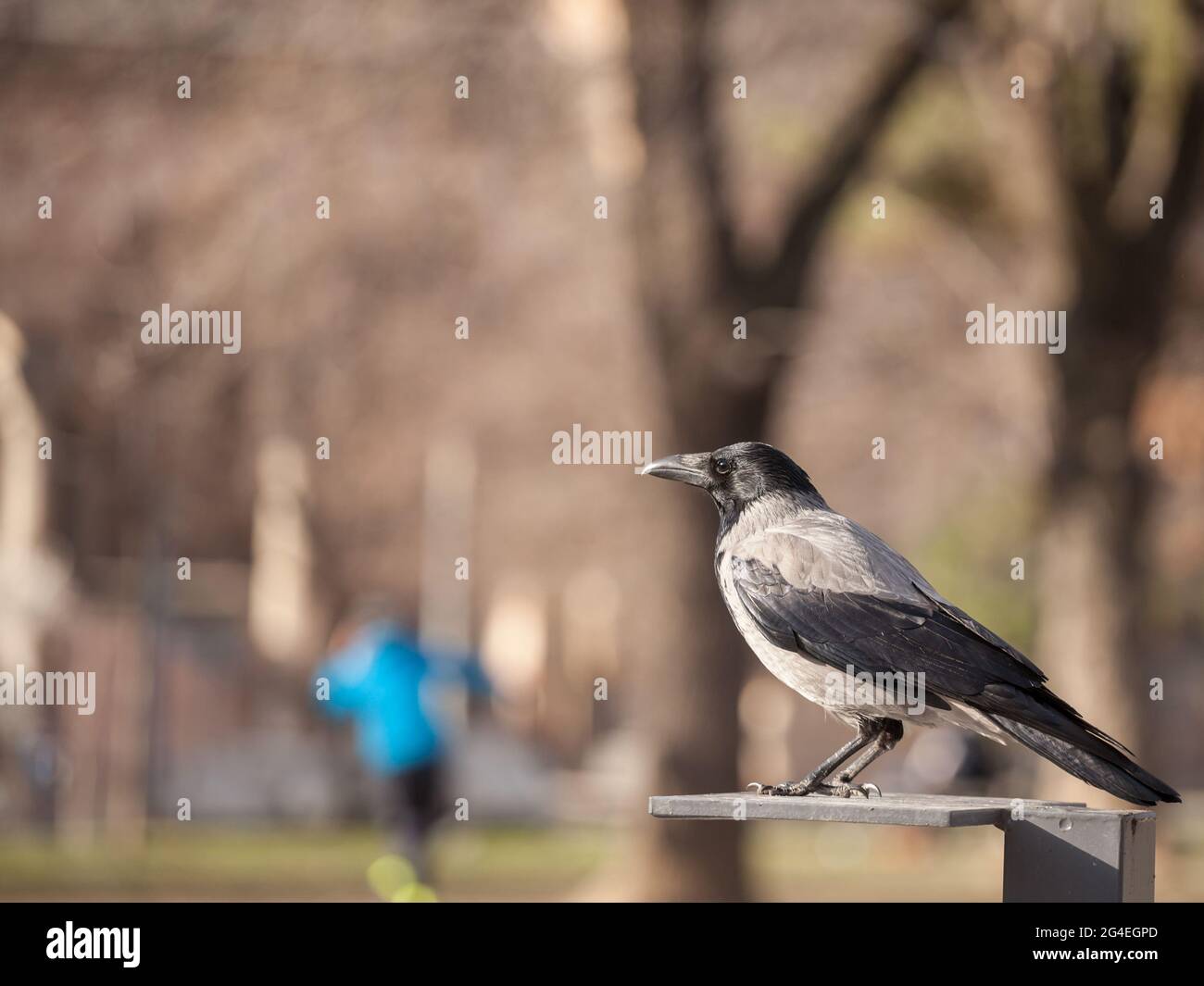 Photo d'une foule à capuchon debout sur l'herbe. Le corbeau à capuchon est une espèce d'oiseau eurasien du genre Corvus. Largement distribué, il est également connu locala Banque D'Images