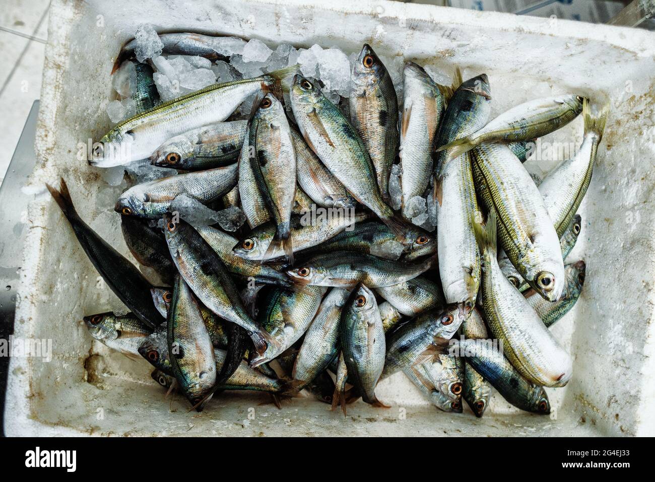 Divers poissons de mer frais sur la glace au marché de l'étalage. Vue de dessus. Banque D'Images