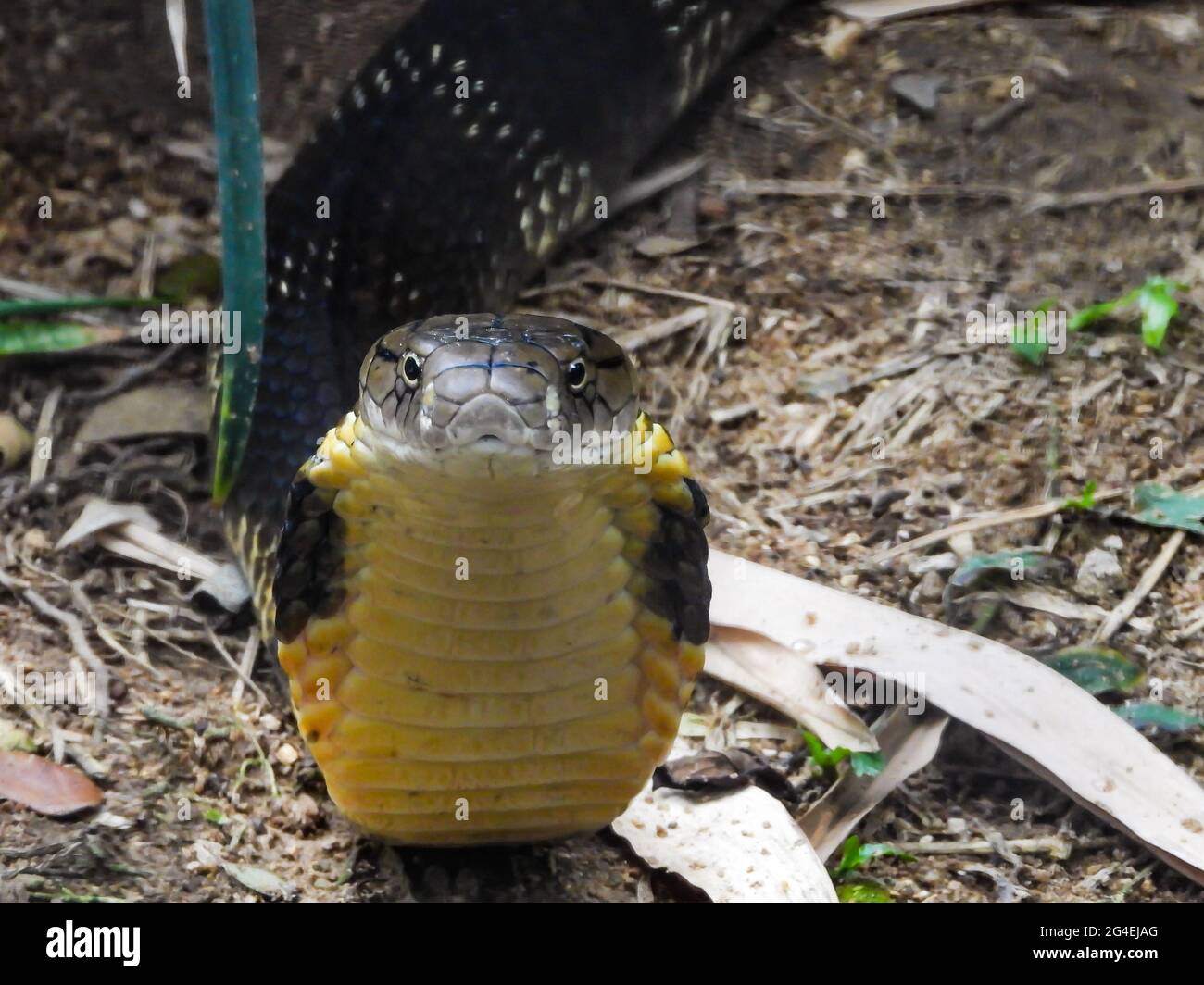 Gros plan sur un serpent King Cobra Banque D'Images