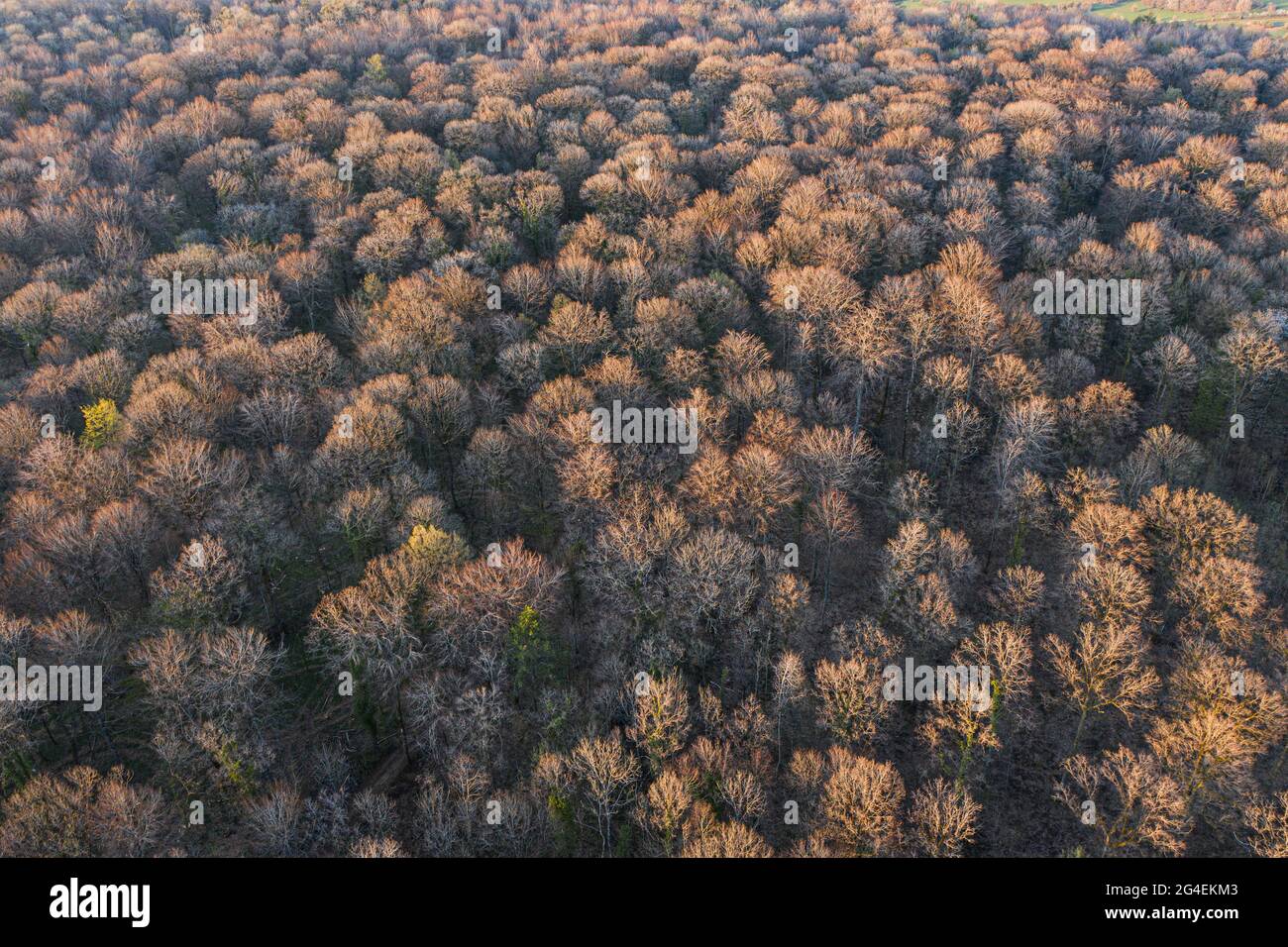 Vue de dessus de la forêt d'arbres à feuilles caduques au début du printemps Banque D'Images