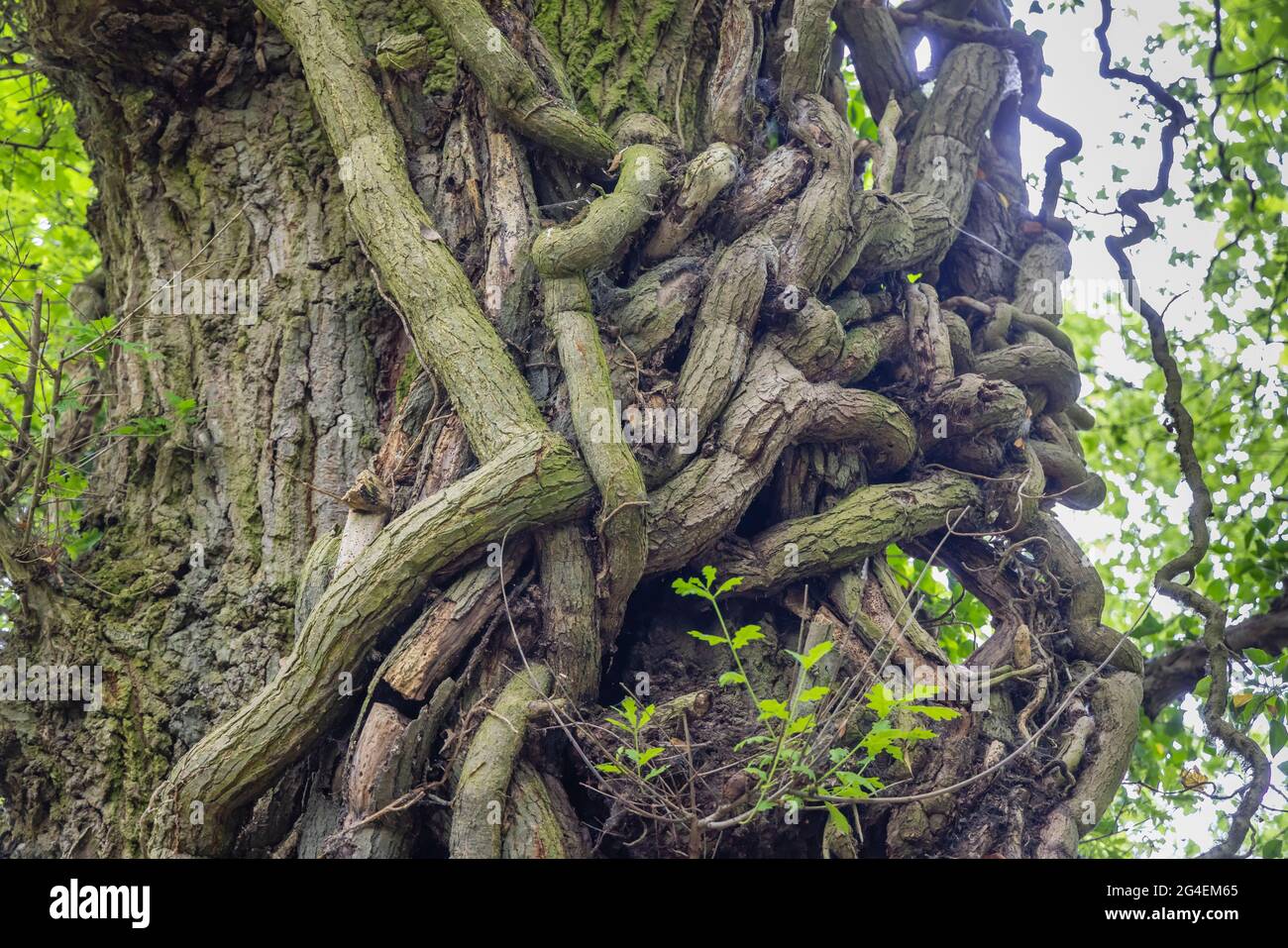 Un tronc de chêne (Quercus robur) avec des tiges épaisses de lierre (Helix hedera) grimpant son tronc à Castle Combe, Wiltshire, au sud-ouest de l'Angleterre Banque D'Images