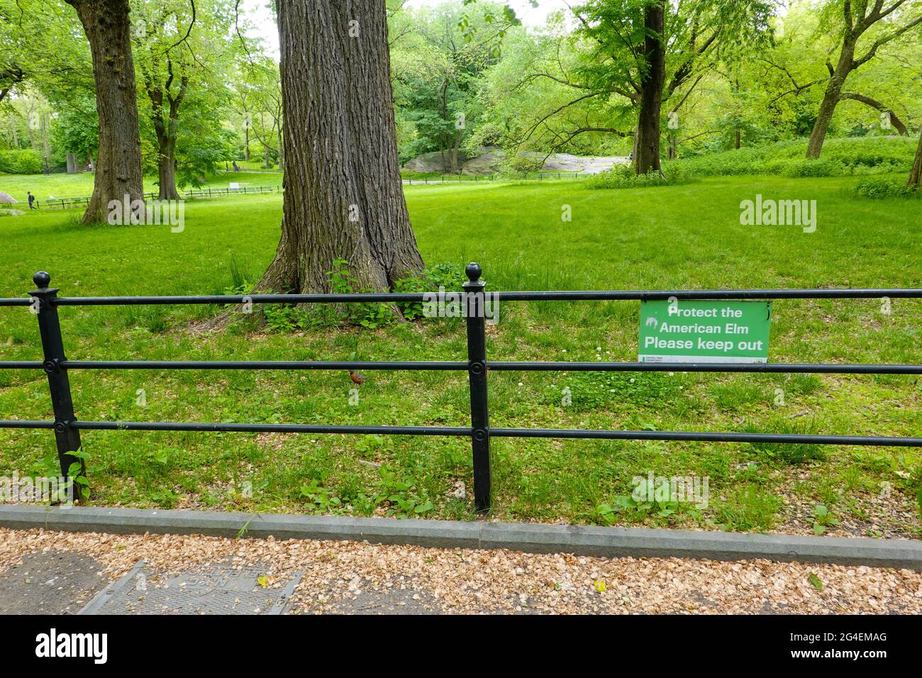 Central Park, New York City, l'un des plus grands et des derniers peuplements d'ormes américains en Amérique du Nord. Les racines peu profondes des arbres sont protégées. Banque D'Images
