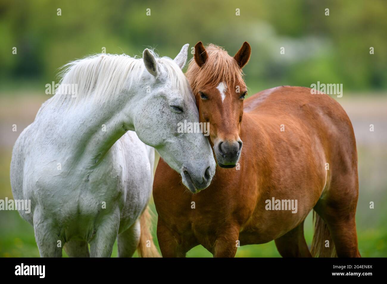 Deux chevaux s'embrassant dans l'amitié dans la prairie d'été Banque D'Images