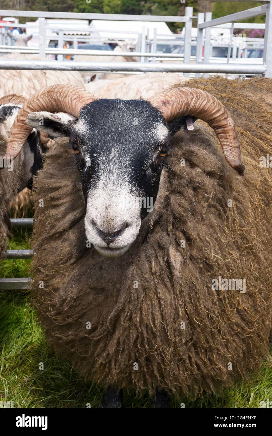 Moutons à face noire au Drymen Agricultural Show, Stirlingshire, Écosse Banque D'Images