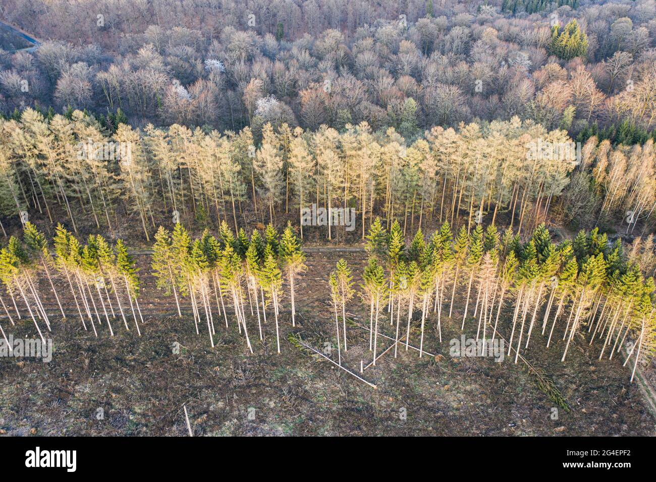 Vue aérienne des travaux de gestion forestière, Ardennes, Belgique. Forêt d'arbres à feuilles caduques et ou contre la forêt d'épinette. Banque D'Images