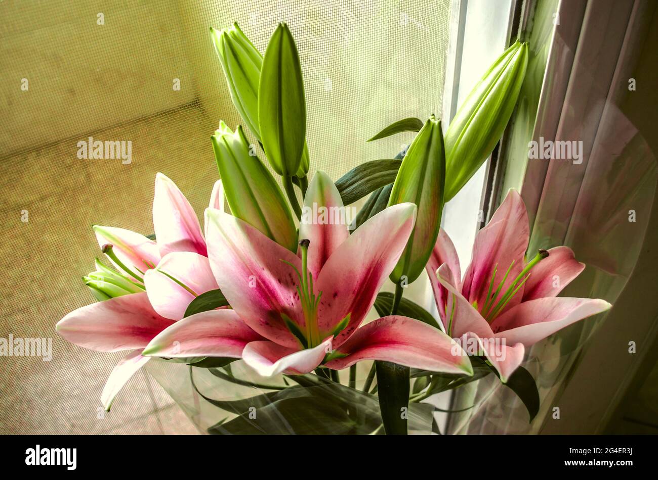 Un bouquet de grandes fleurs de lys rose-blanc avec un centre rouge-violet, dans un emballage transparent dans un vase sur le sol près de la porte en verre. Banque D'Images