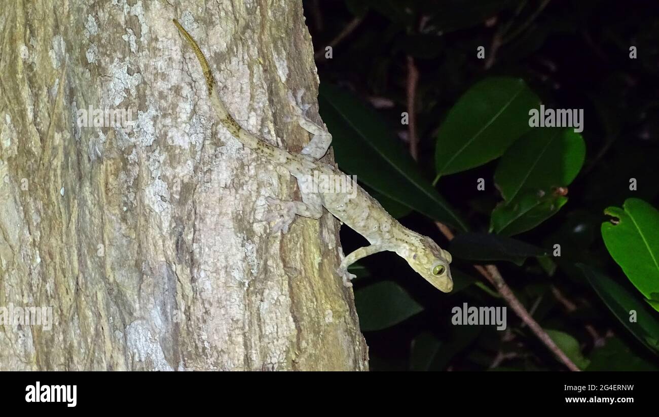 Andaman Giant Gecko, Gekko verreauxi, Tytler, 1865, Iles Andaman, Inde Banque D'Images