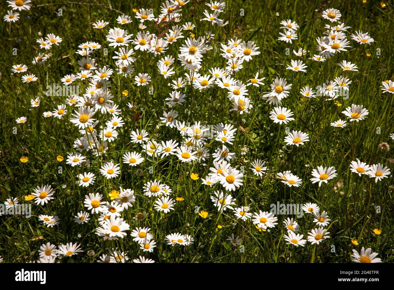 Pâquerettes sur un pré dans la vallée de Hoenne entre Hemer et Balve, région de la Sauerland, Rhénanie-du-Nord-Westphalie, Allemagne. Margeriten auf einer Wiese im Ho Banque D'Images