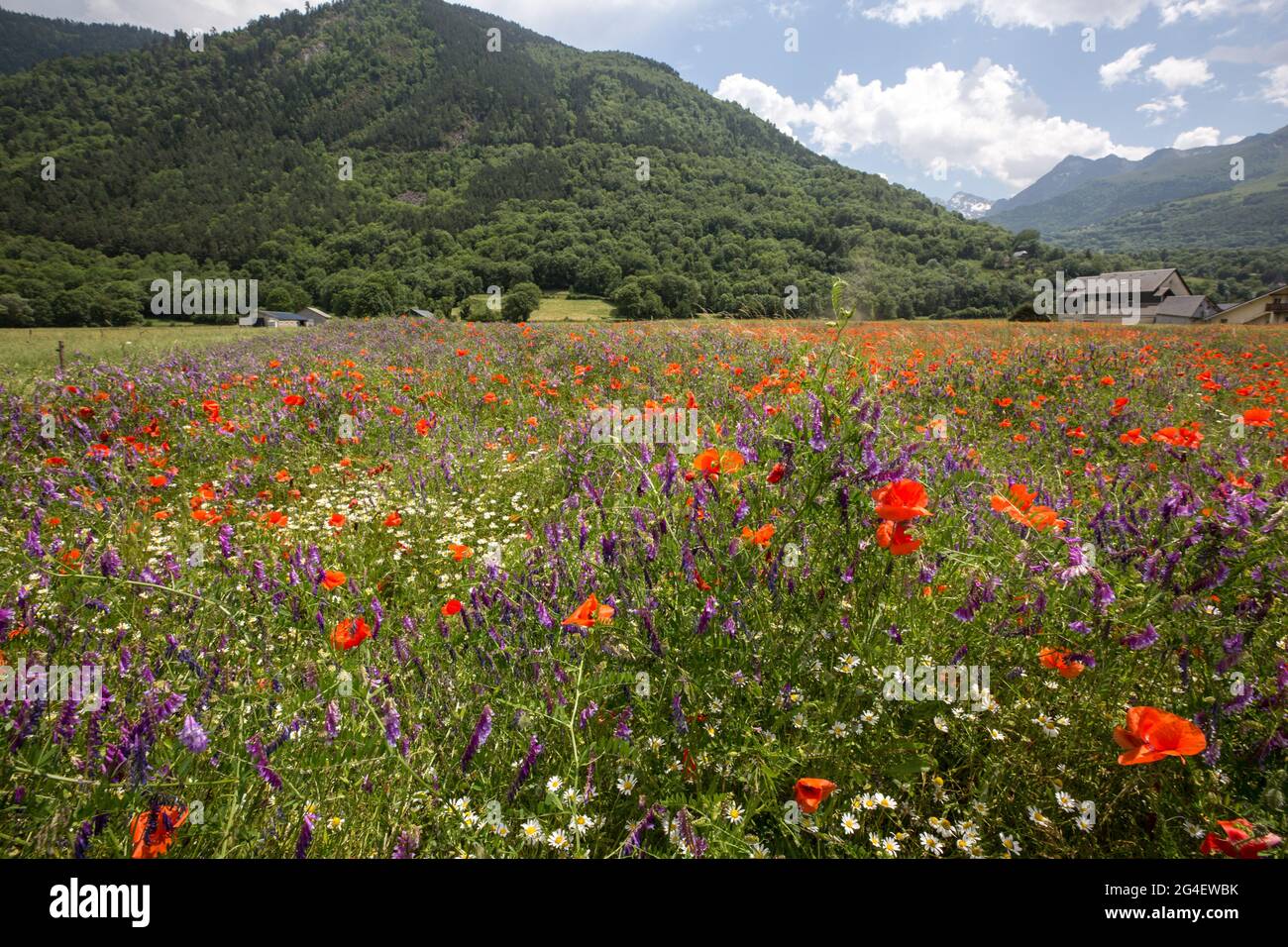 Bourisp (France) juin 15 2021; Paysage de coquelicots et de pâquerettes fleuries avec coquillages dans la vallée de l'Aure dans les Pyrénées françaises. Banque D'Images