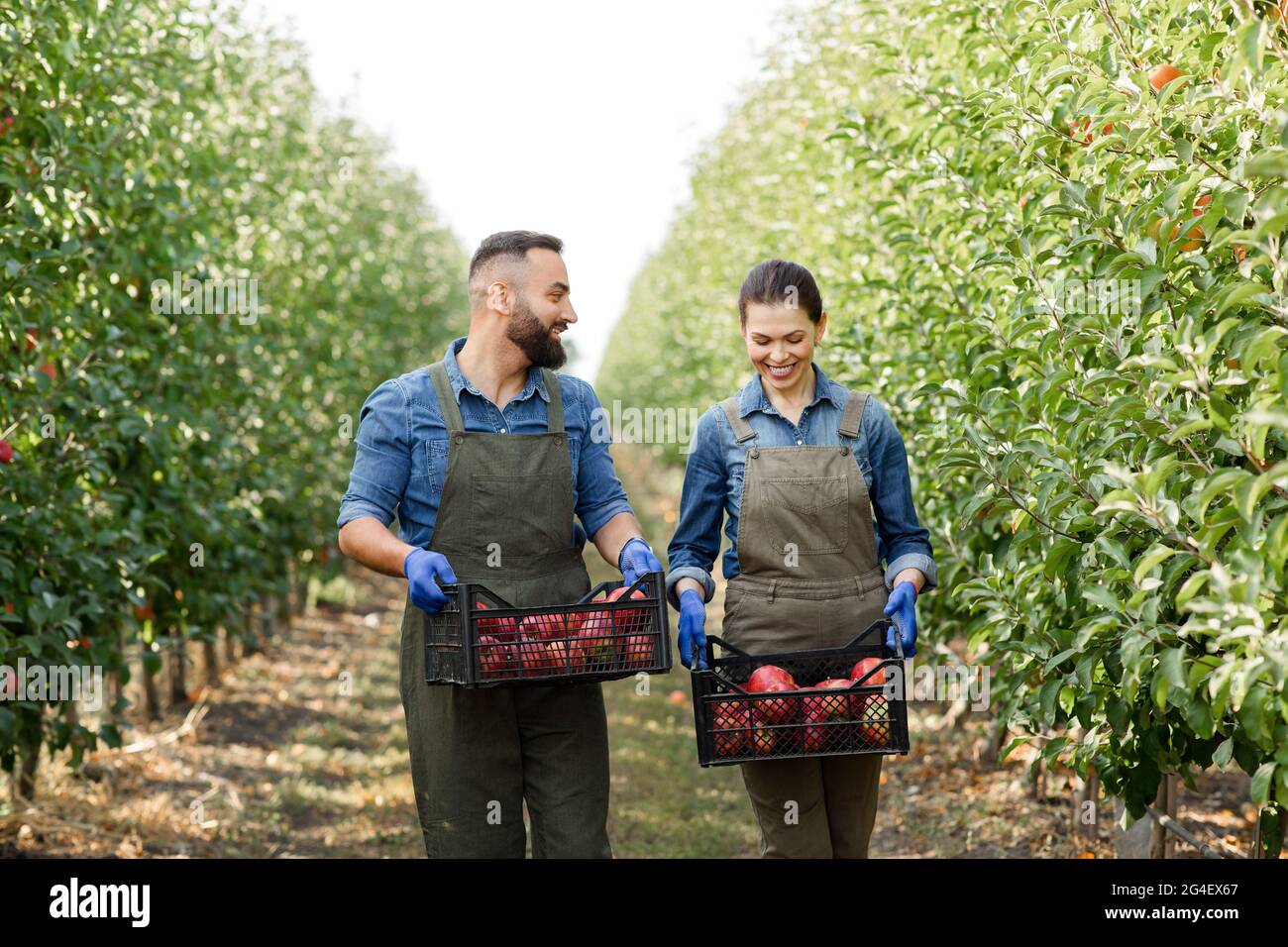 Petite entreprise familiale, travail dans le jardin biologique, la culture de fruits naturels écologiques Banque D'Images