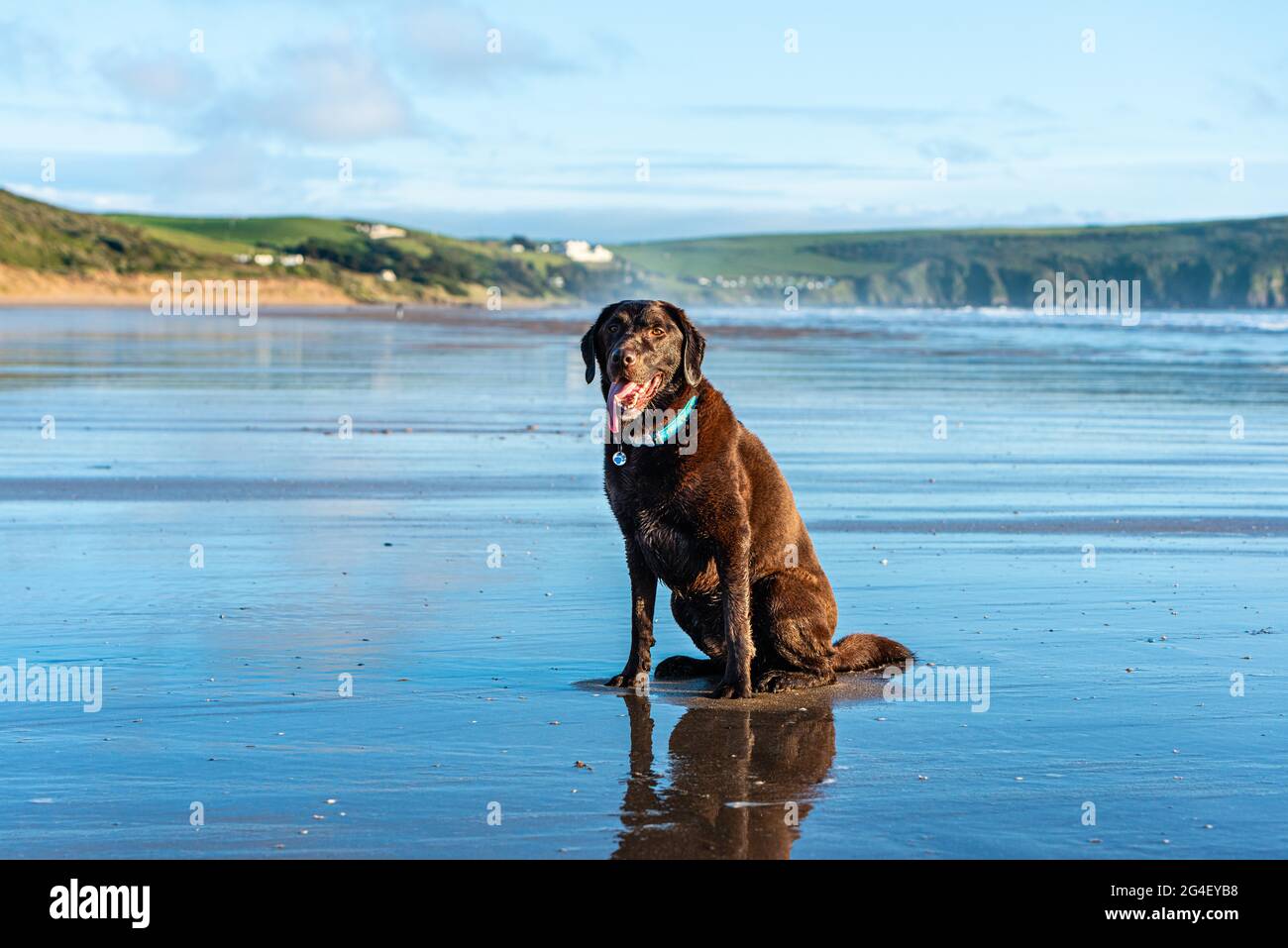 Chien sur Woolacombe Beach, un tronçon de cinq kilomètres de sable primé, Devon. Banque D'Images