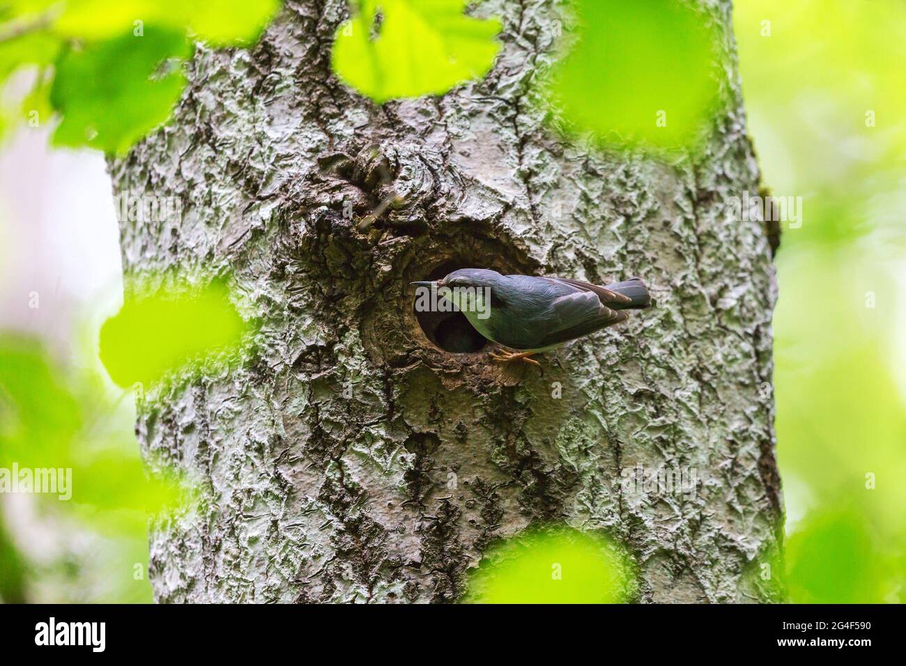 Oiseau Nuthatch assis au trou de nidification Banque D'Images