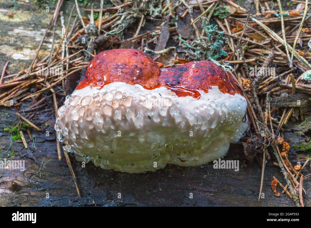 Champignons polypores poussant sur une bûche d'arbre Banque D'Images