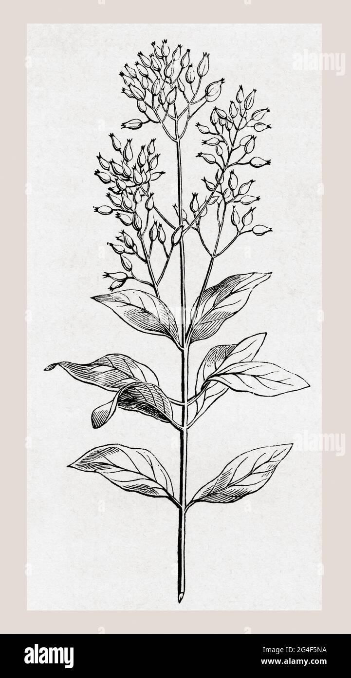 Cinchona, un genre de plantes à fleurs de la famille des Rubiaceae. Du restaurant du foyer ou notions scientifiques sur les Objets Usuels de la vie, publié en 1864. Banque D'Images Cinchona, un genre de plantes à fleurs de la famille des Rubiaceae. Du restaurant du foyer ou notions scientifiques sur les Objets Usuels de la vie, publié en 1864. Banque D'Images