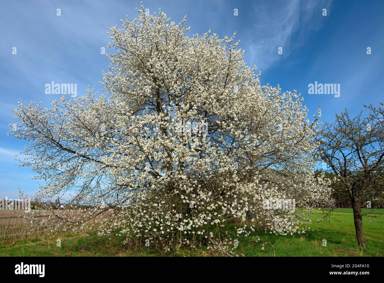 Cerise douce à fleurs (Prunus avium), Bavière, Allemagne Banque D'Images