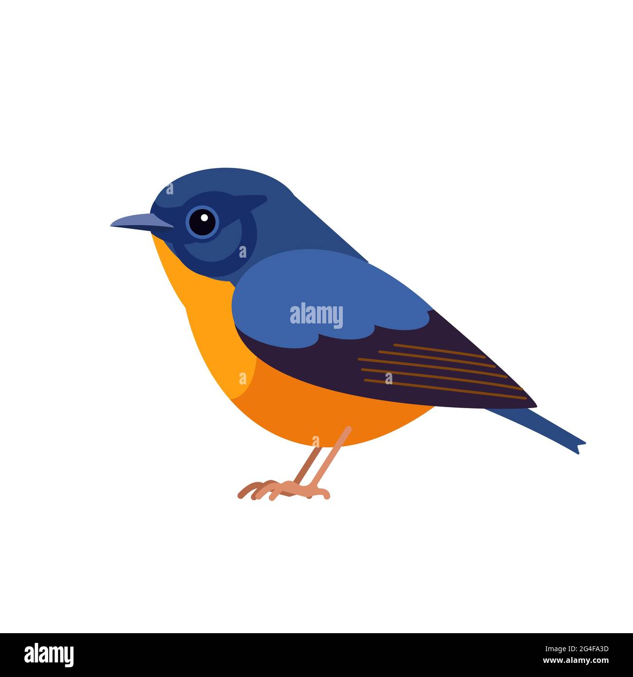 le redstart à front bleu est une espèce d'oiseau de la famille des Muscicapidae, les mouflycapchers de l'ancien monde. Phénicurus frontalis. Terrain plat de dessin d'oiseau bleu exotique Illustration de Vecteur