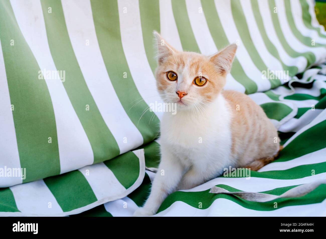 Un chat tabby ludique regarde directement l'appareil photo. Chaton rouge dans la rue sur une balançoire de jardin. Photo de haute qualité Banque D'Images