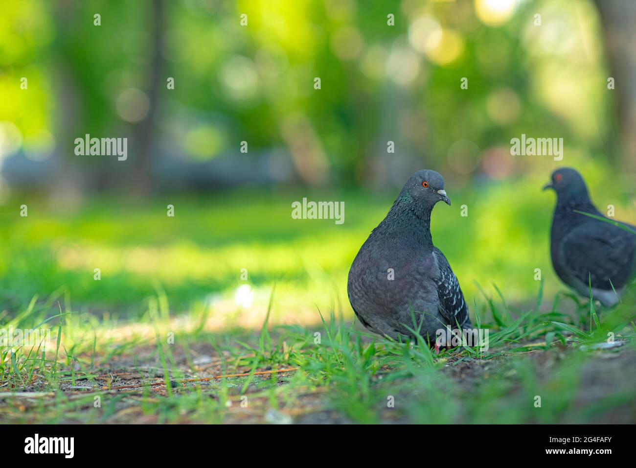 Un oiseau très dove assis sur l'herbe Banque D'Images