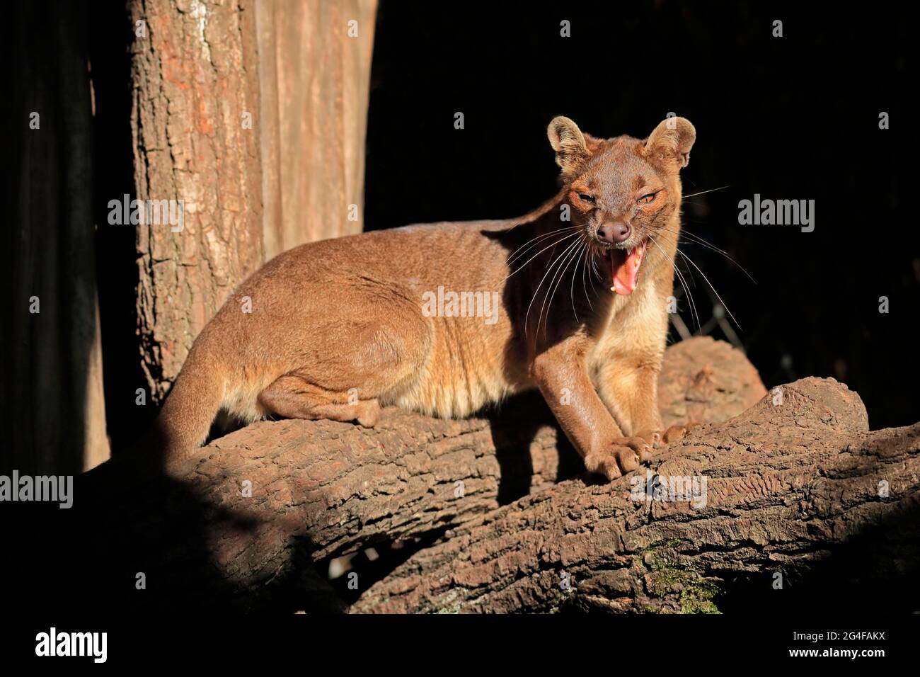 Fossa (Cryptoprocta ferox), chat de furet, adulte, assis, sur le tronc de l'arbre, Bâillements, captifs, Madagascar Banque D'Images