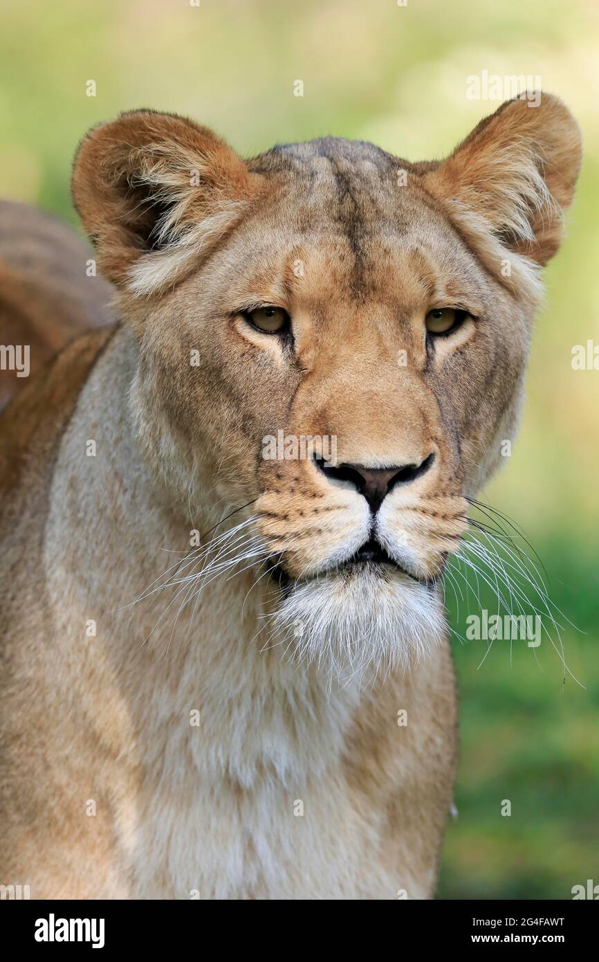 Lion (Panthera leo), femme, portrait, alerte, captif Banque D'Images