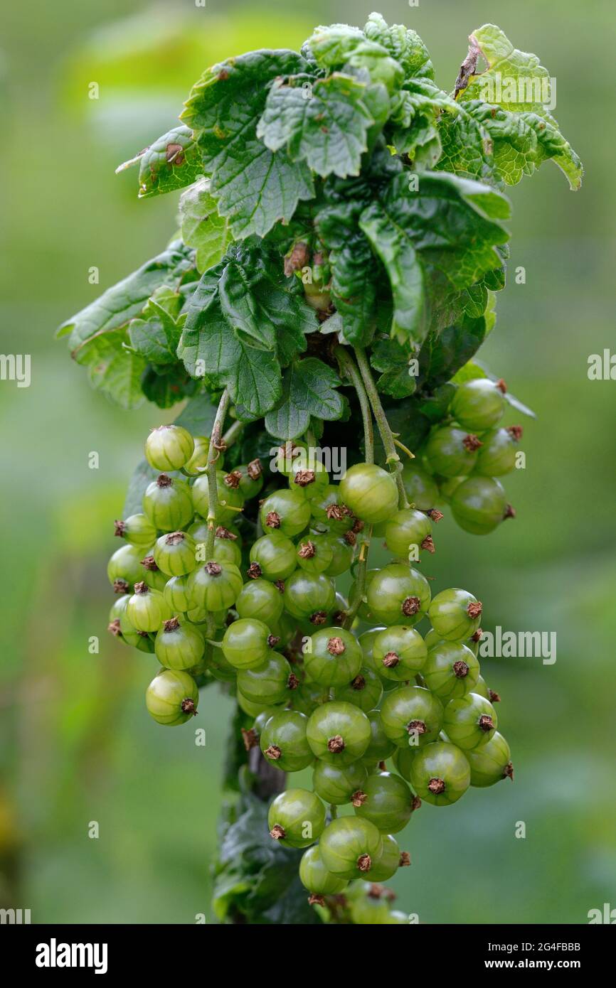 Curl maladie sur les raisins de Corinthe, maladie des plantes Banque D'Images