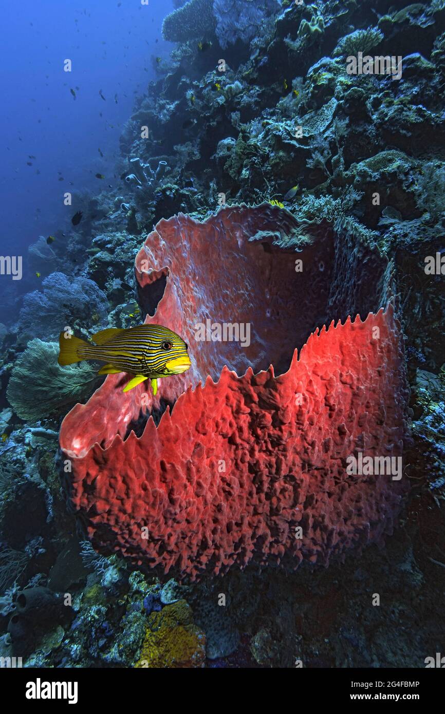 Photomontage, éponge en fût (Xestospongia testudinaria), et lèvres sucrées dorées (Plectorhinchus polytaenia), Wakatobi Dive Resort, Sulawesi Banque D'Images