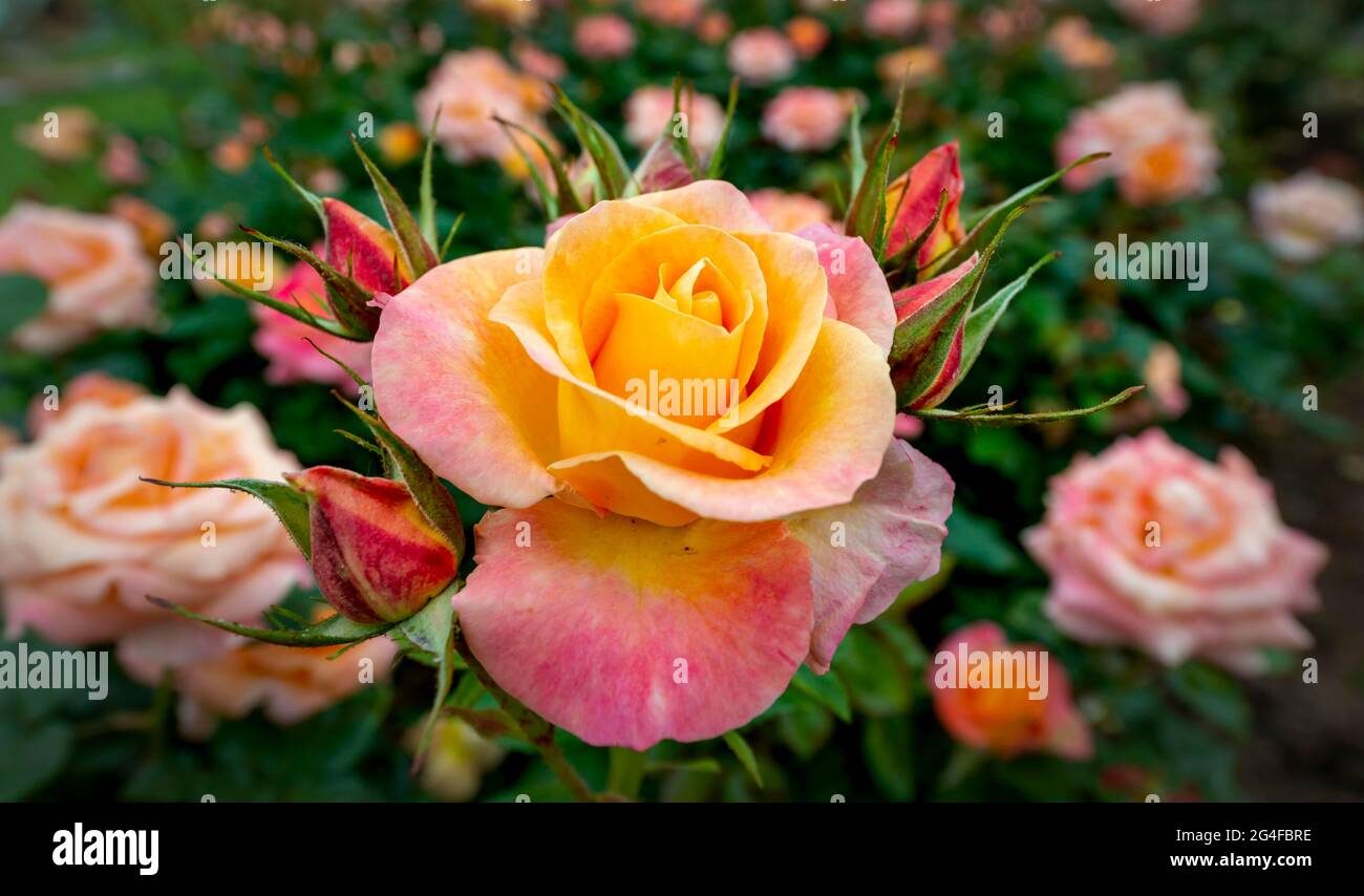 Rose jaune et rose (Rosa), Queen Mary's Rose Gardens, Regent's Park, Londres, Angleterre, Royaume-Uni Banque D'Images
