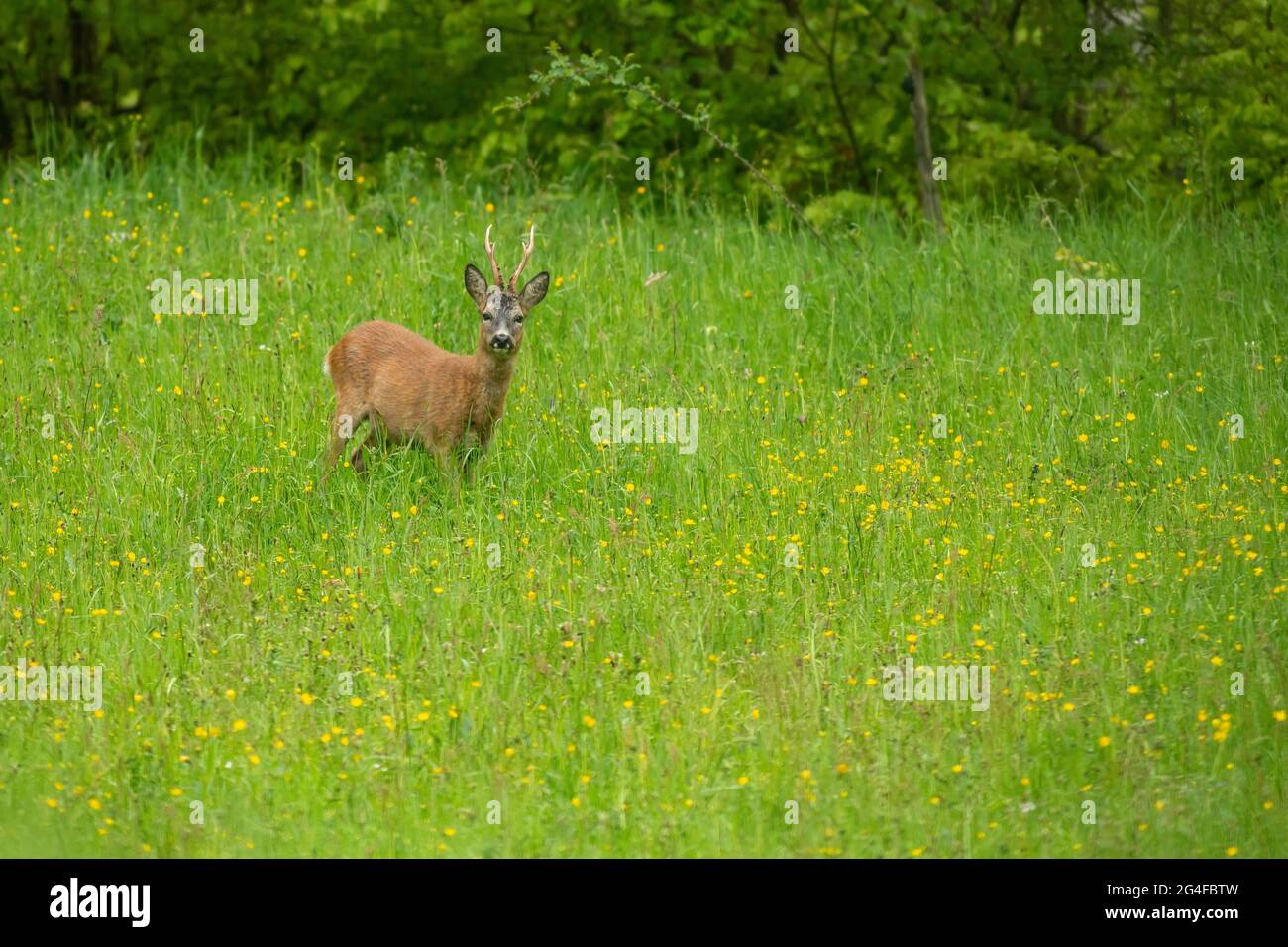 Cerf de Virginie européen (Capreolus capreolus), roebuck debout dans un pré de fleurs, Suisse Banque D'Images