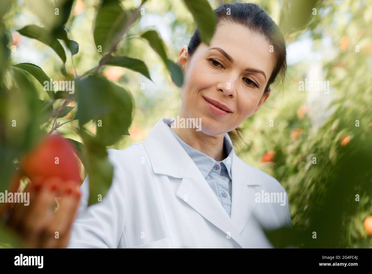 Excellente qualité de récolte, travail professionnel sur la ferme et la cueillette des fruits Banque D'Images