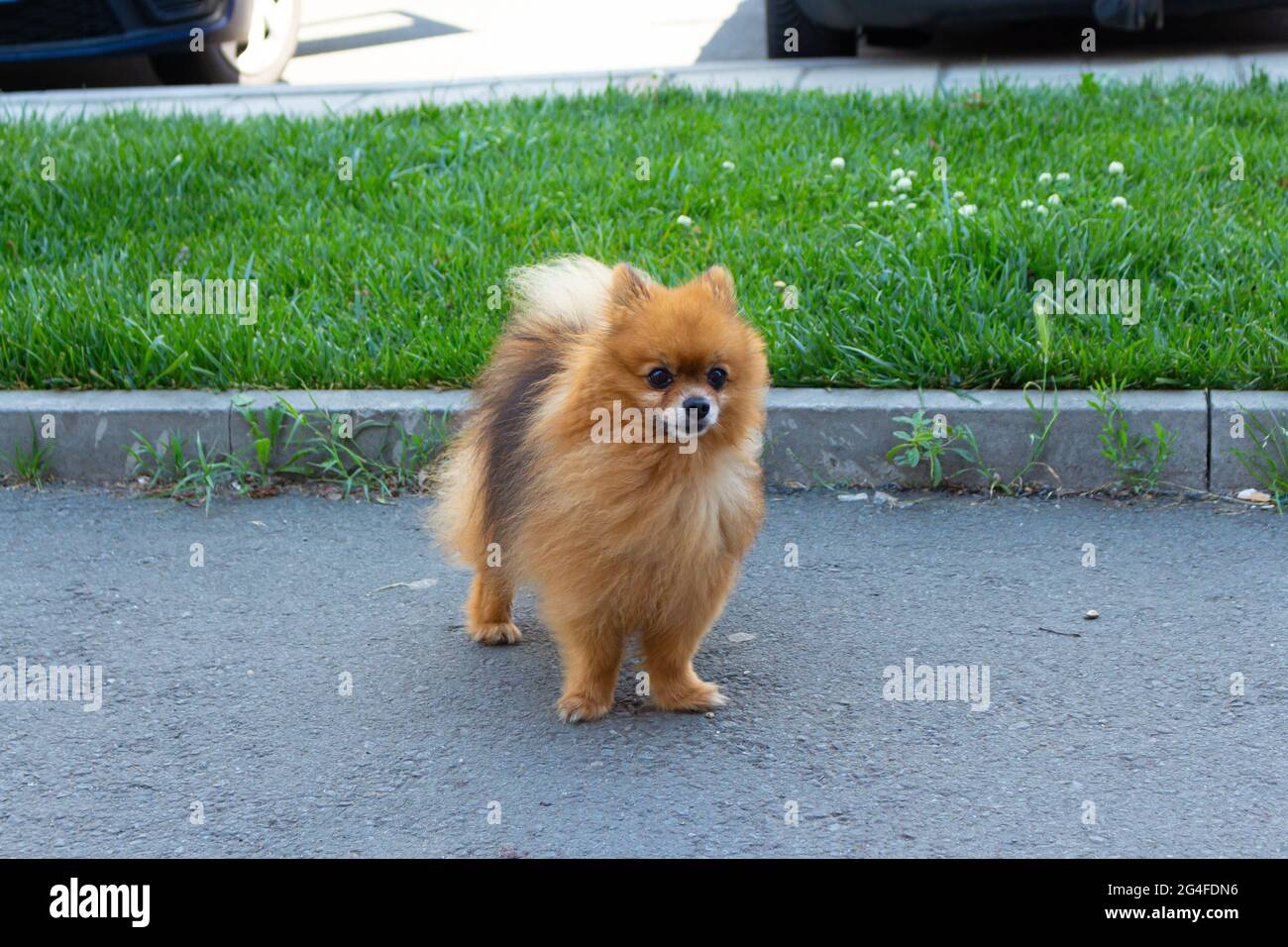 Mini-spitz chiot marchant sans laisse Banque D'Images