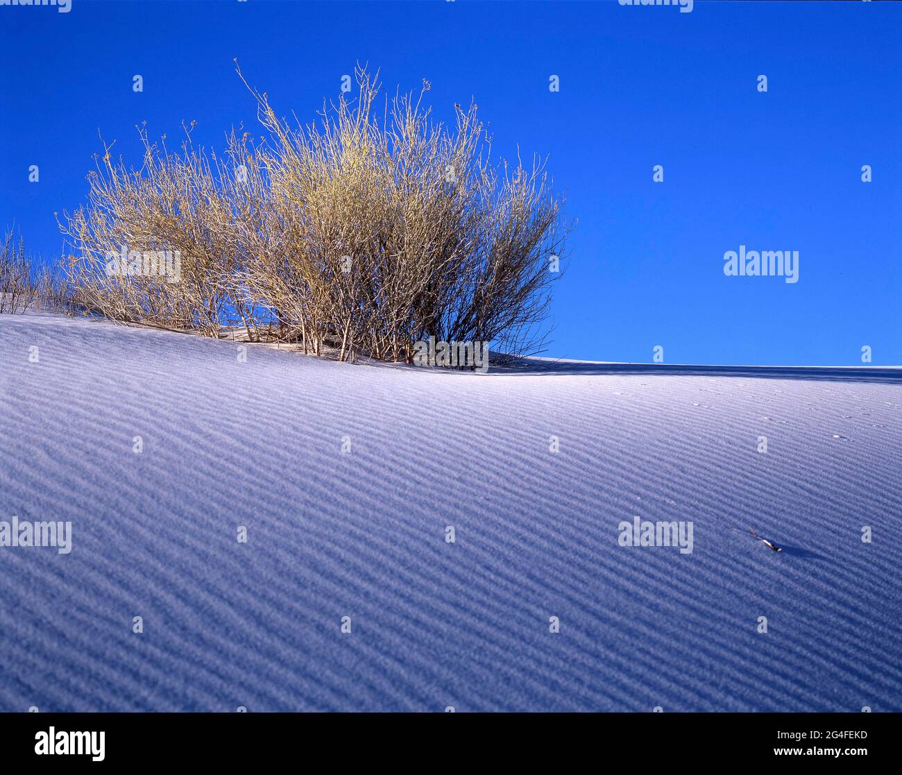 Parc national de White Sands Gypsum Desert, Nouveau-Mexique, États-Unis Banque D'Images