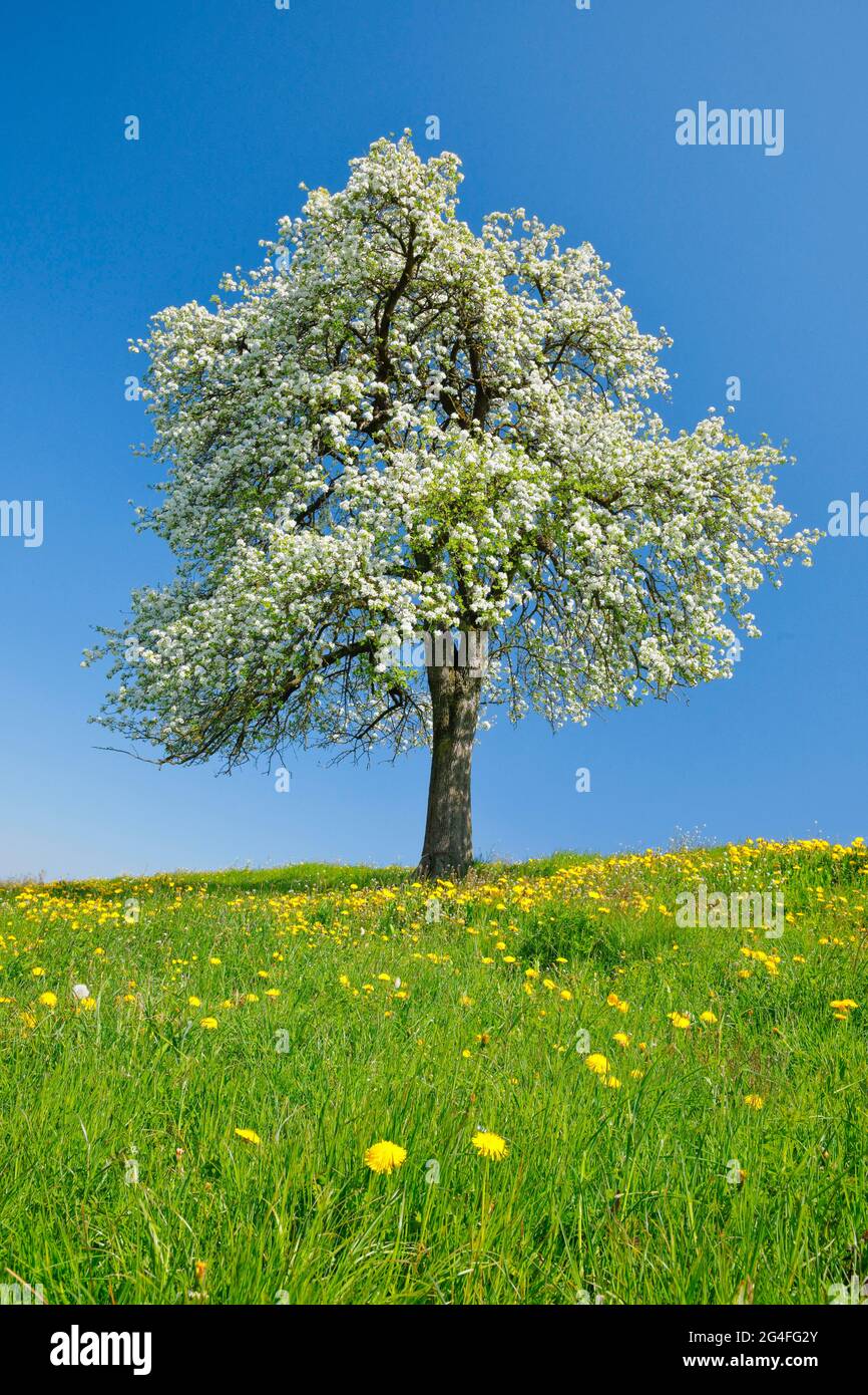 Poire à fleurs seule au printemps dans la prairie à fleurs, Zurich Oberland, Suisse Banque D'Images
