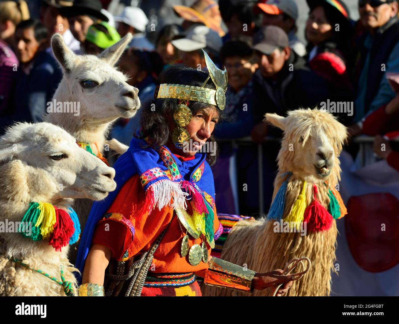 Homme en costume d'Inca avec deux lamas et un alpaga à la parade à la  veille de l'Inti Raymi, Festival du Soleil Photo Stock - Alamy
