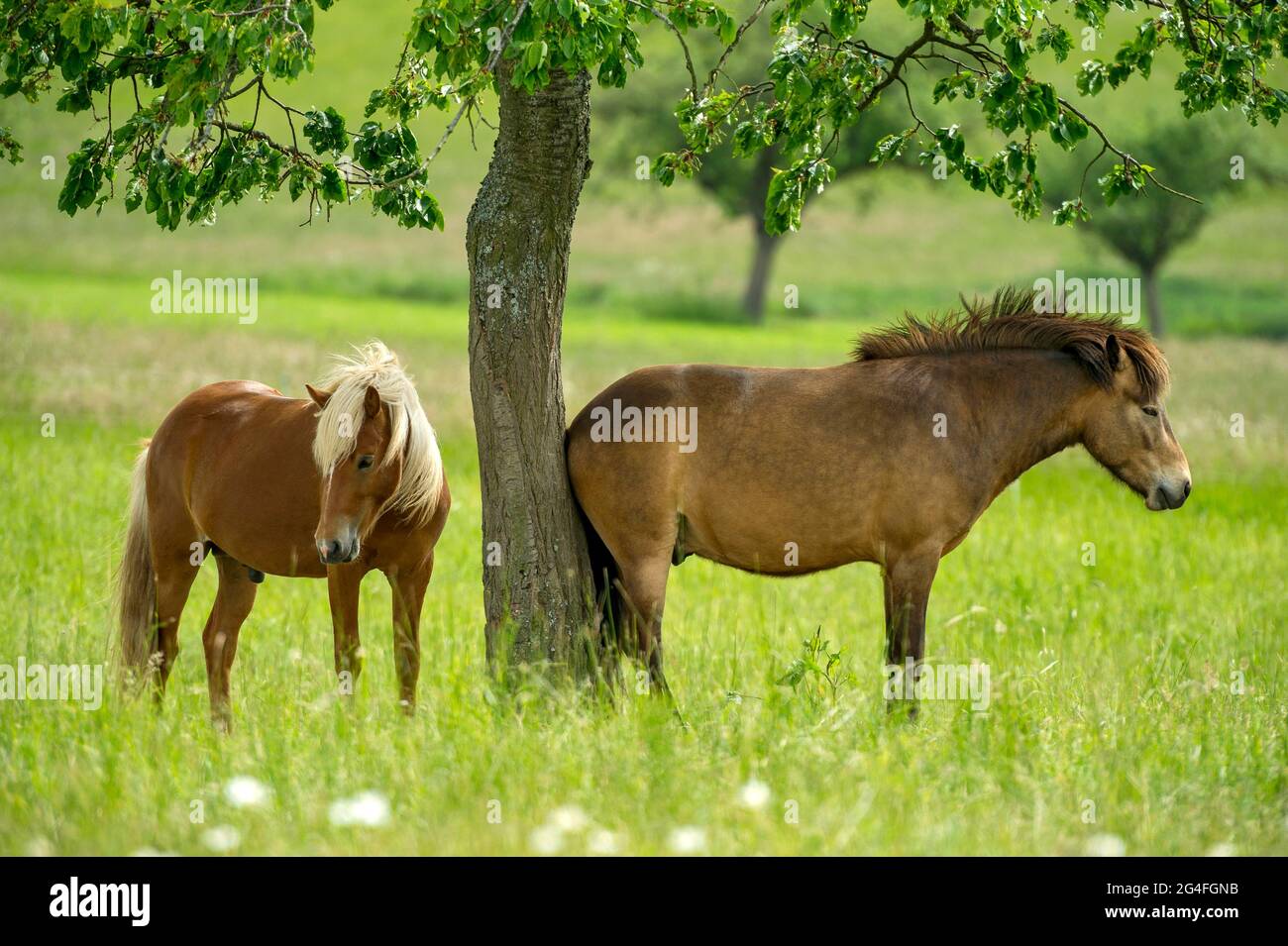 Chevaux, chevaux domestiques (Equus caballus) sur un vaste pâturage sous pommier, Nidda, Hesse, Allemagne Banque D'Images