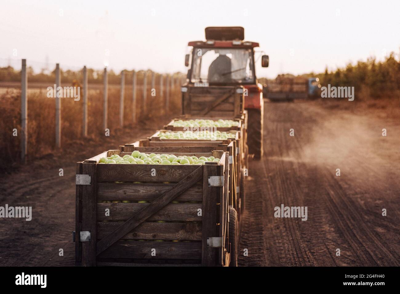 ECO Farm, travailler et recueillir des fruits biologiques, la récolte naturelle et le travail de jardin Banque D'Images