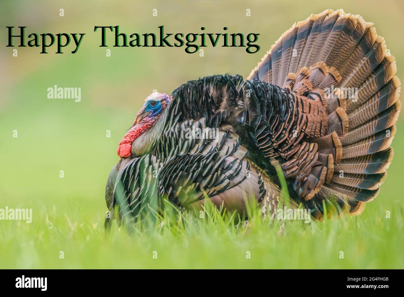 Joyeux Thanksgiving avec Tom Turkey en pleine exposition de plumes d'accouplement Banque D'Images