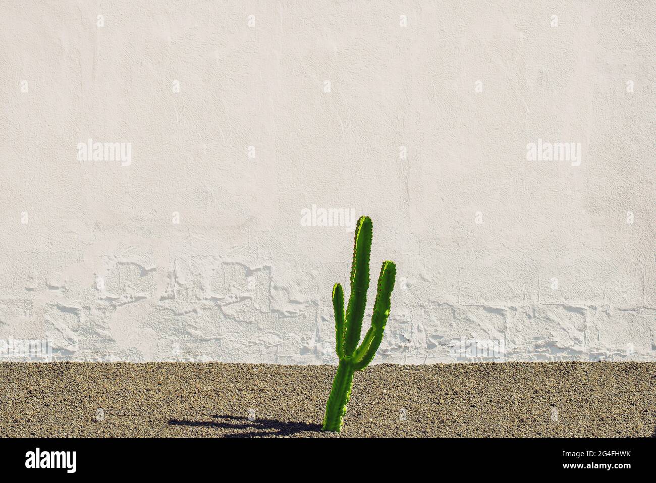 cactus vert sur fond de mur blanc rugueux avec espace de copie Banque D'Images