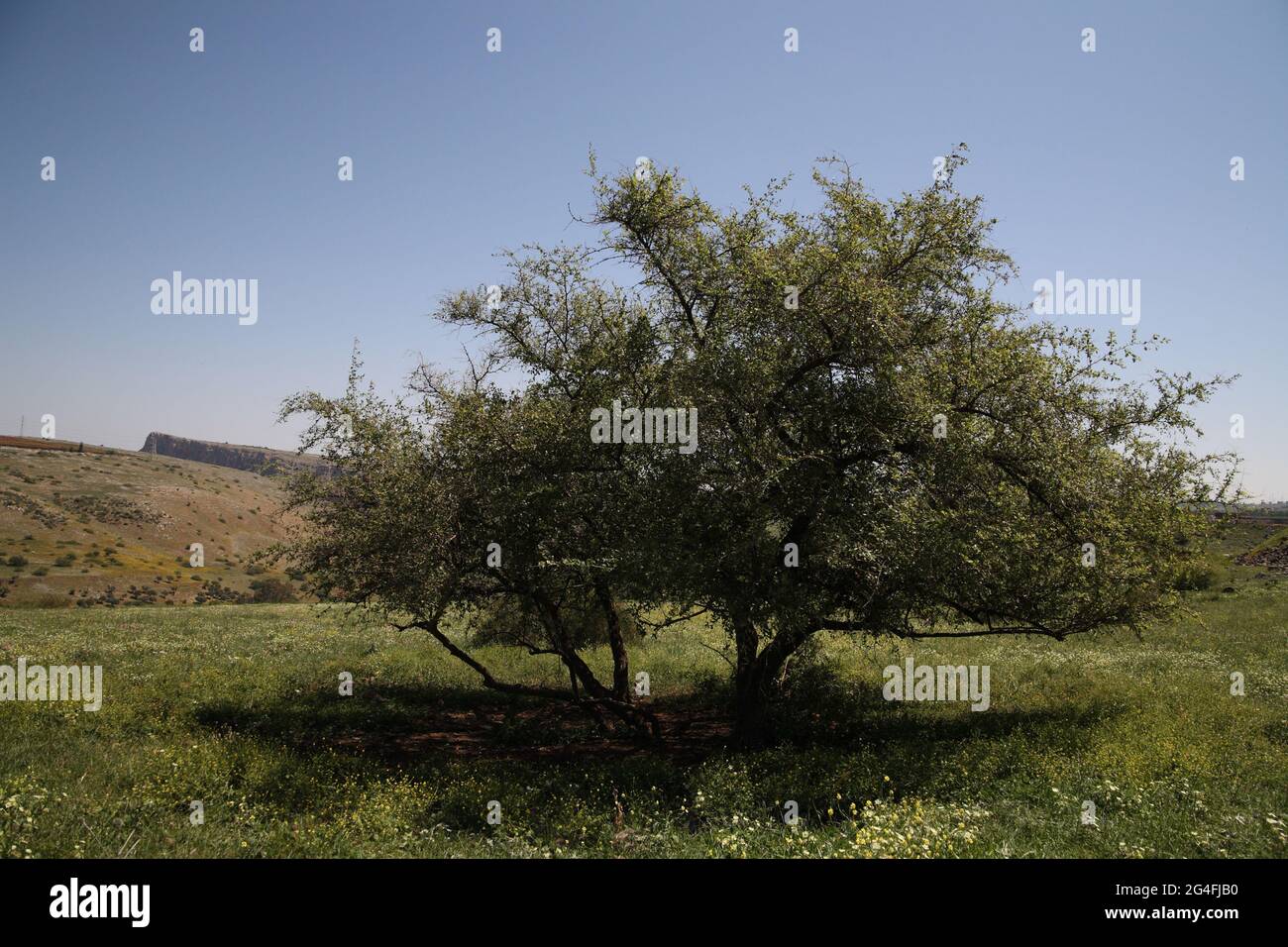 Ziziphus Spina Christi, Rhamnaceae ou Christ Thorn Jujube Tree. La couronne des Thorns Jésus-Christ avait sur la tête marchant vers Golgotha a été faite à partir de lui Banque D'Images