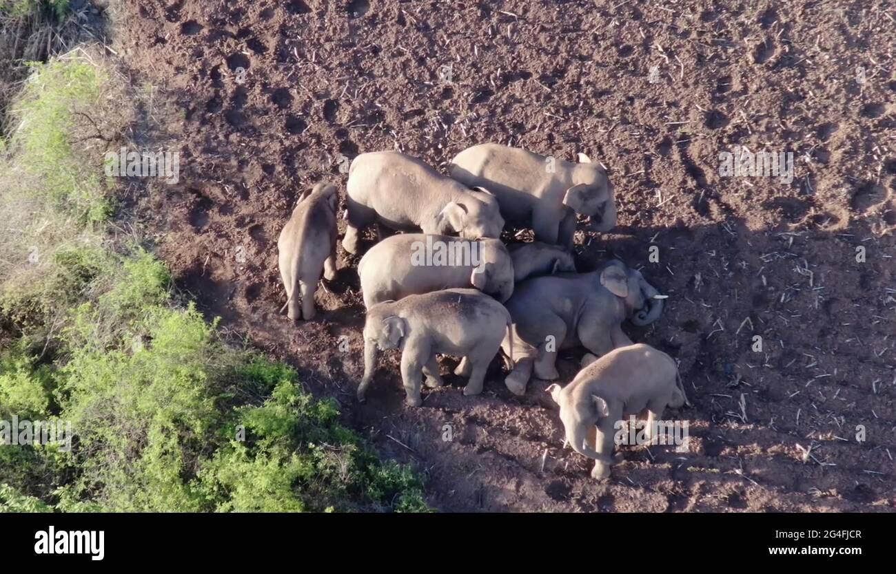 Kunming. 21 juin 2021. Capture d'écran de la vidéo de drone montre les éléphants d'Asie dans le comté d'Eshan de Yuxi, dans la province du Yunnan, dans le sud-ouest de la Chine, le 20 juin 2021. Le troupeau chinois de 14 éléphants sauvages asiatiques errants a voyagé plus au nord, entrant à nouveau dans le canton de Shijie dans le comté de Yimen, dans le sud-ouest de la province du Yunnan en Chine, a déclaré les autorités lundi. Credit: Xinhua/Alay Live News Banque D'Images