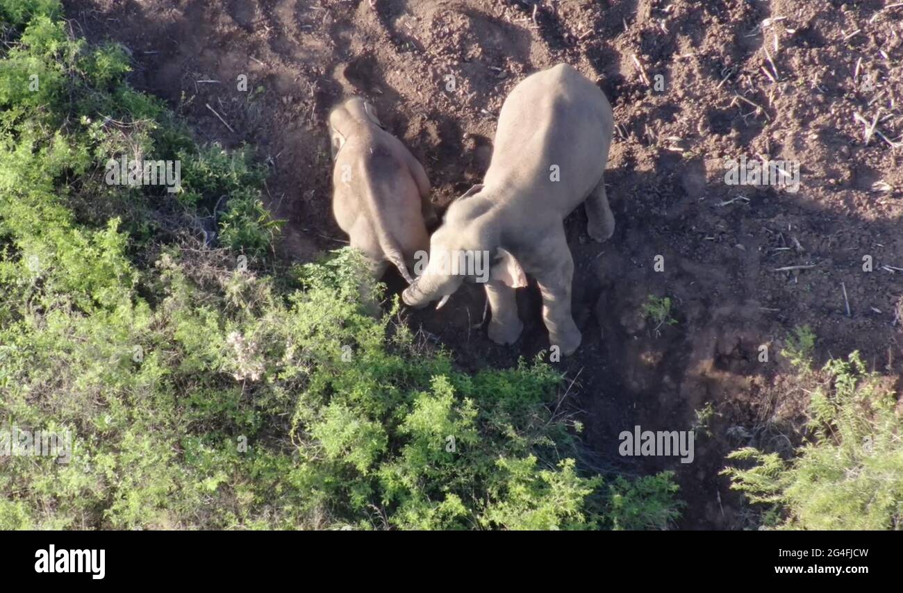 Kunming. 21 juin 2021. Capture d'écran de la vidéo de drone montre les éléphants d'Asie dans le comté d'Eshan de Yuxi, dans la province du Yunnan, dans le sud-ouest de la Chine, le 20 juin 2021. Le troupeau chinois de 14 éléphants sauvages asiatiques errants a voyagé plus au nord, entrant à nouveau dans le canton de Shijie dans le comté de Yimen, dans le sud-ouest de la province du Yunnan en Chine, a déclaré les autorités lundi. Credit: Xinhua/Alay Live News Banque D'Images