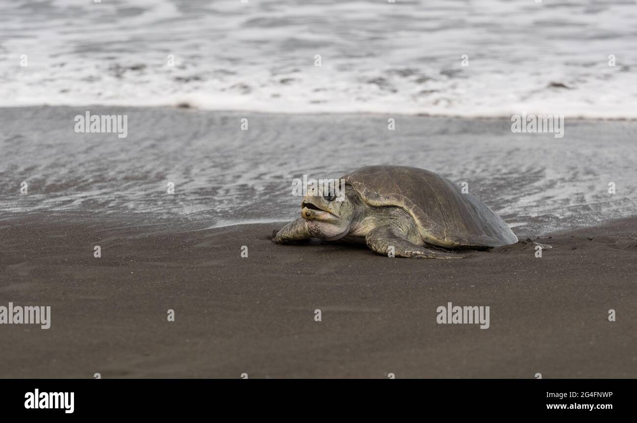 Olive Ridley (Lepidochelys olivacea) tortue de mer quittant l'océan Pacifique à Playa Ostional Costa Rica pour pondre des œufs. Banque D'Images