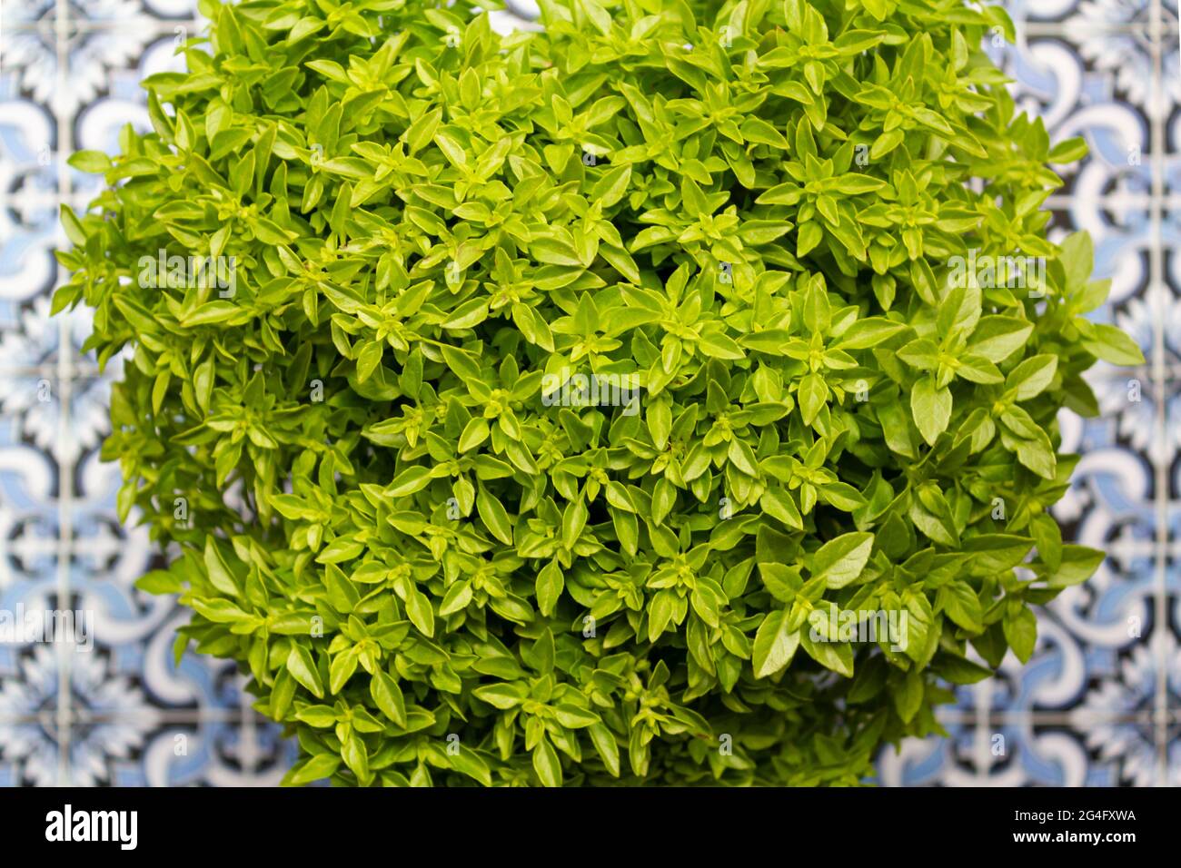 Pot de basilic appelé manjerico, une plante traditionnelle de saints populaires portugais Banque D'Images