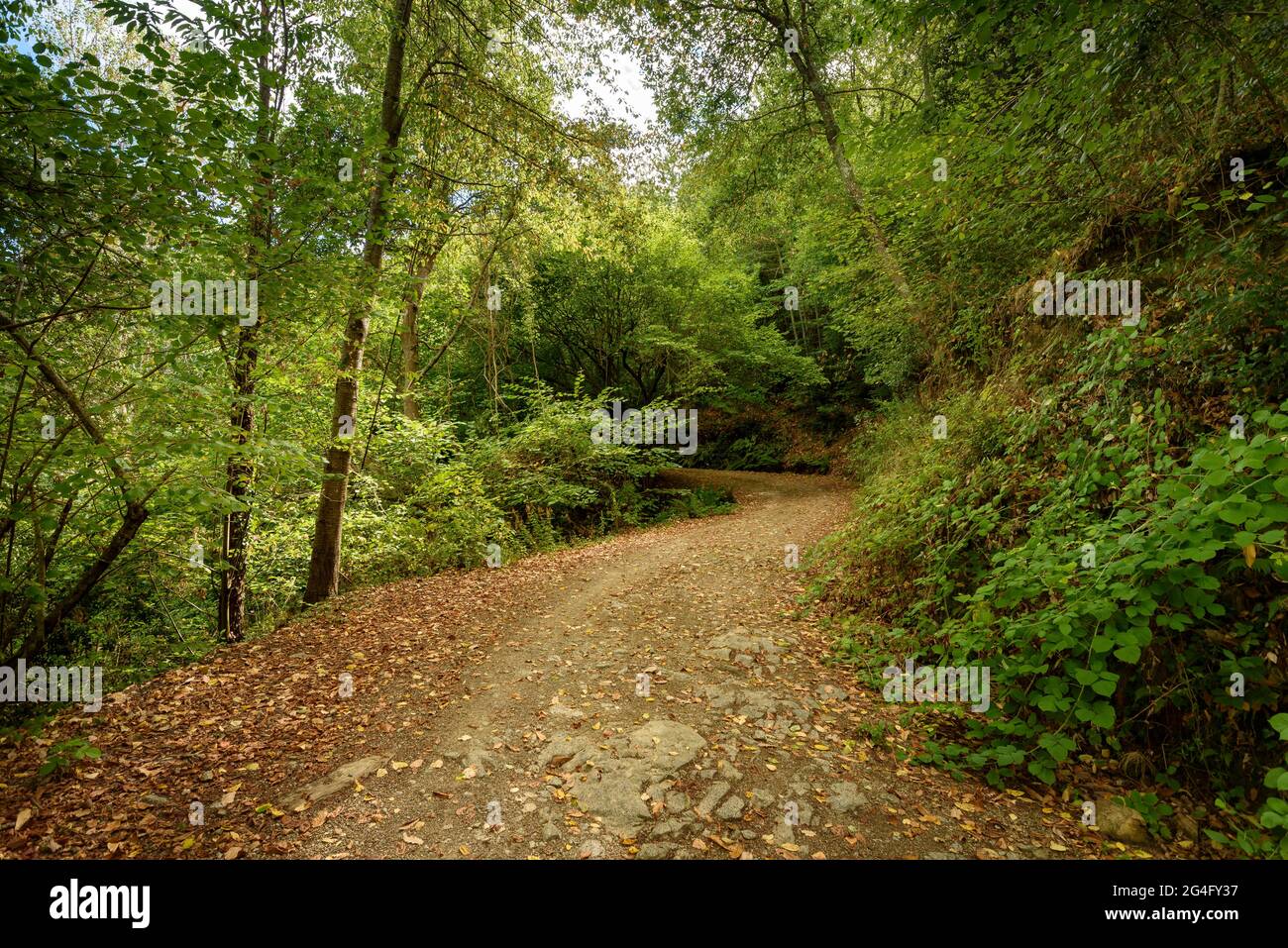 Les forêts de Montnegre près de Santa Maria de Montnegre, au début de l'automne (Barcelone, Catalogne, Espagne) ESP: Bosques de la umbría del Montnegre (Cataluña) Banque D'Images