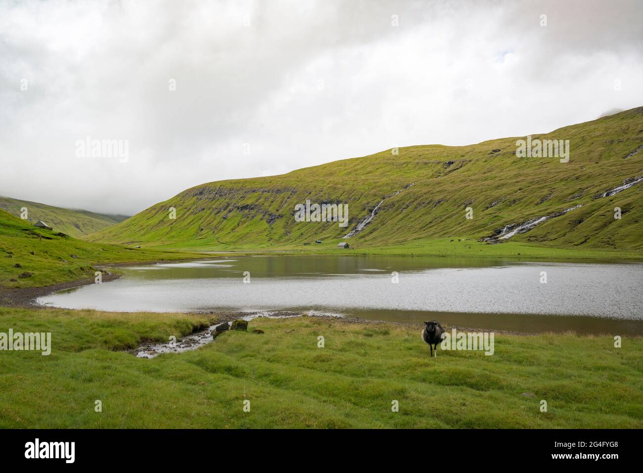 Un mouton isolé sur l'île Féroé de Strymoy dans les îles Féroé Banque D'Images