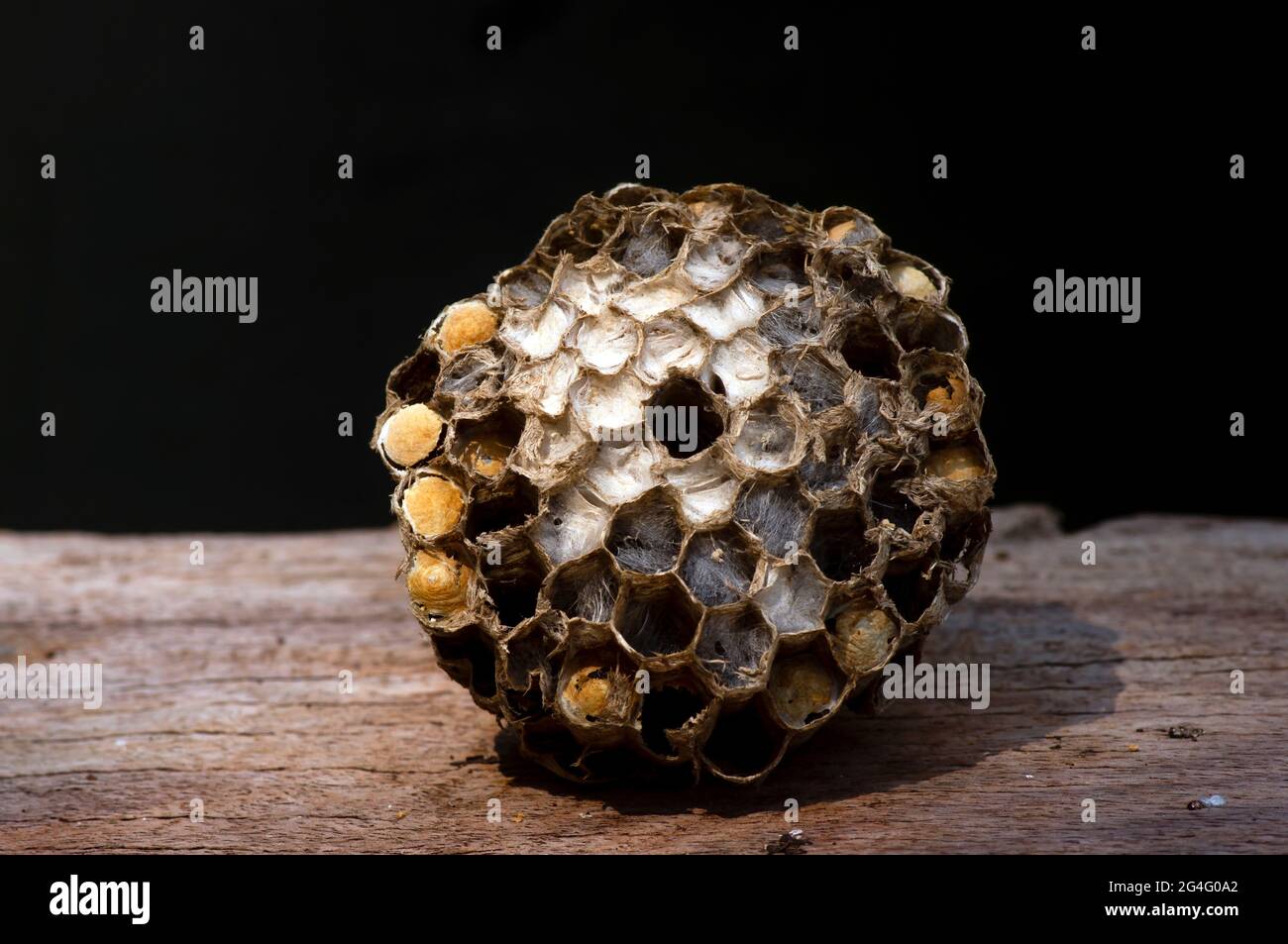 Gros plan de ruches d'abeilles sur la table en bois. Banque D'Images