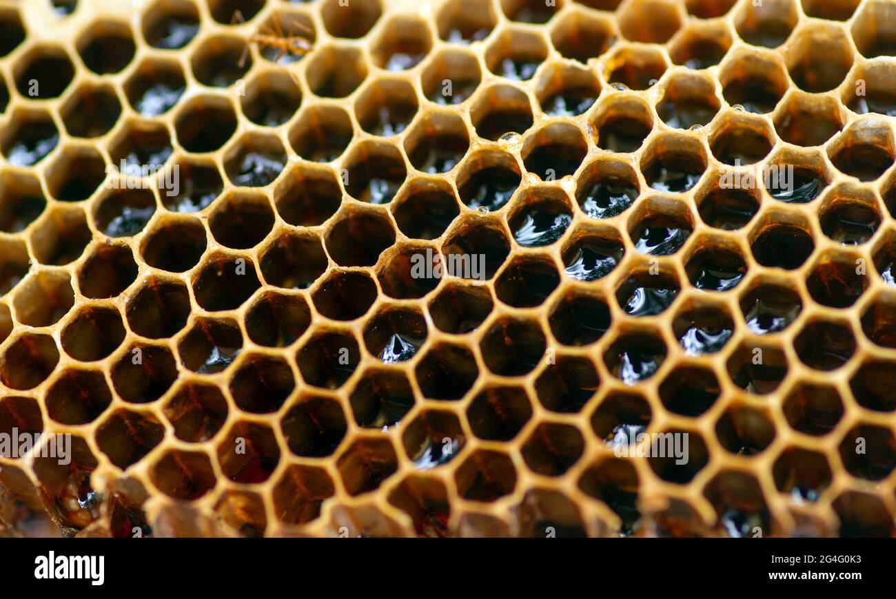 Nid d'abeille, ruches, de la forêt tropicale naturelle de Gunung Kidul, Yogyakarta, Indonésie. Arrière-plan naturel. Banque D'Images