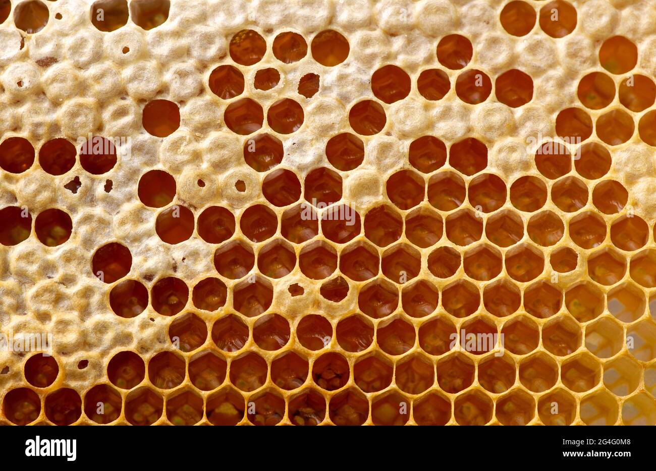 Nid d'abeille, ruches, de la forêt tropicale naturelle de Gunung Kidul, Yogyakarta, Indonésie. Arrière-plan naturel. Banque D'Images