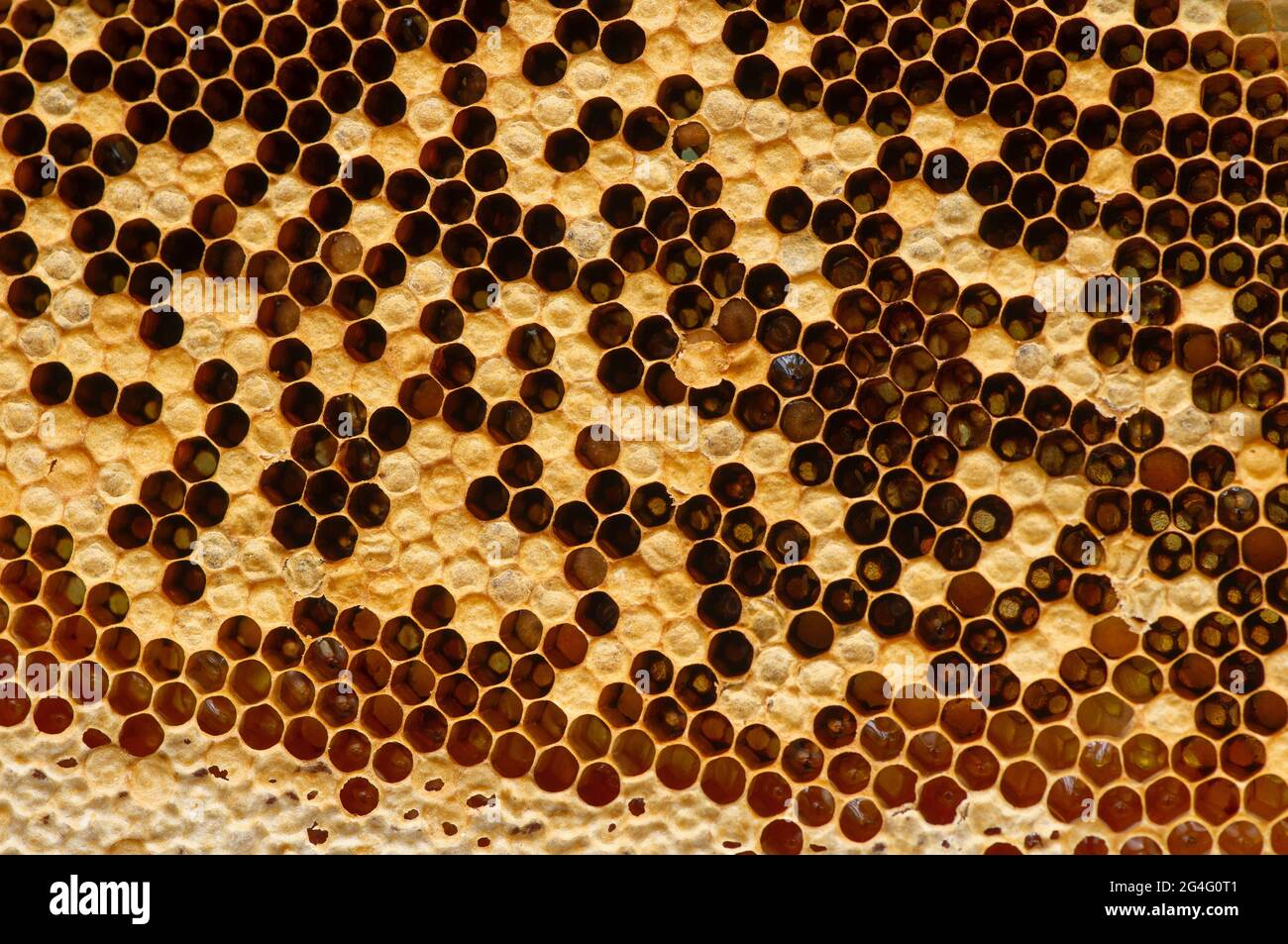 Nid d'abeille, ruches, de la forêt tropicale naturelle de Gunung Kidul, Yogyakarta, Indonésie. Arrière-plan naturel Banque D'Images